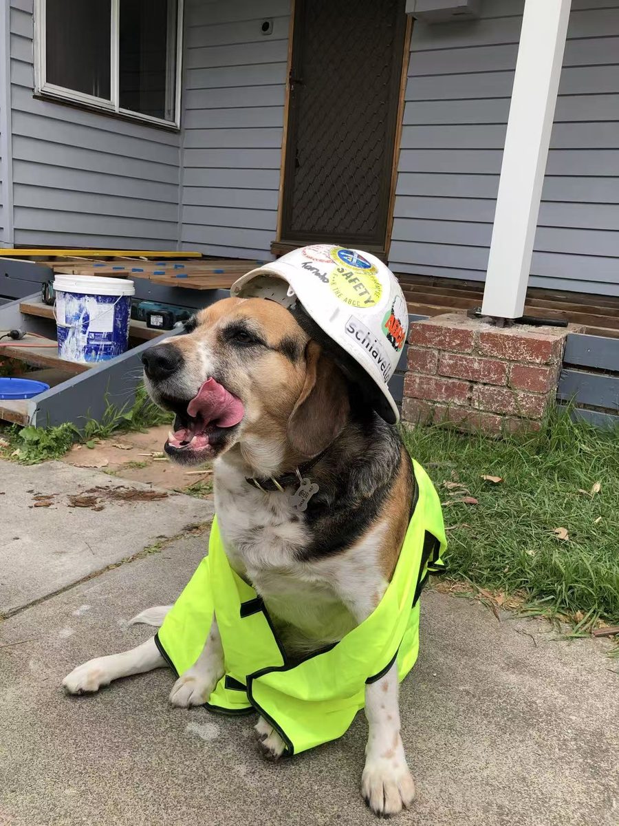 The MINC site supervisor — a beagle wearing a hard hat and hi-vis vest on site